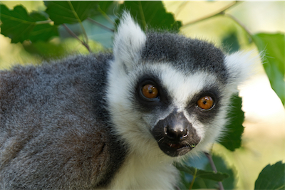 Lemur S18